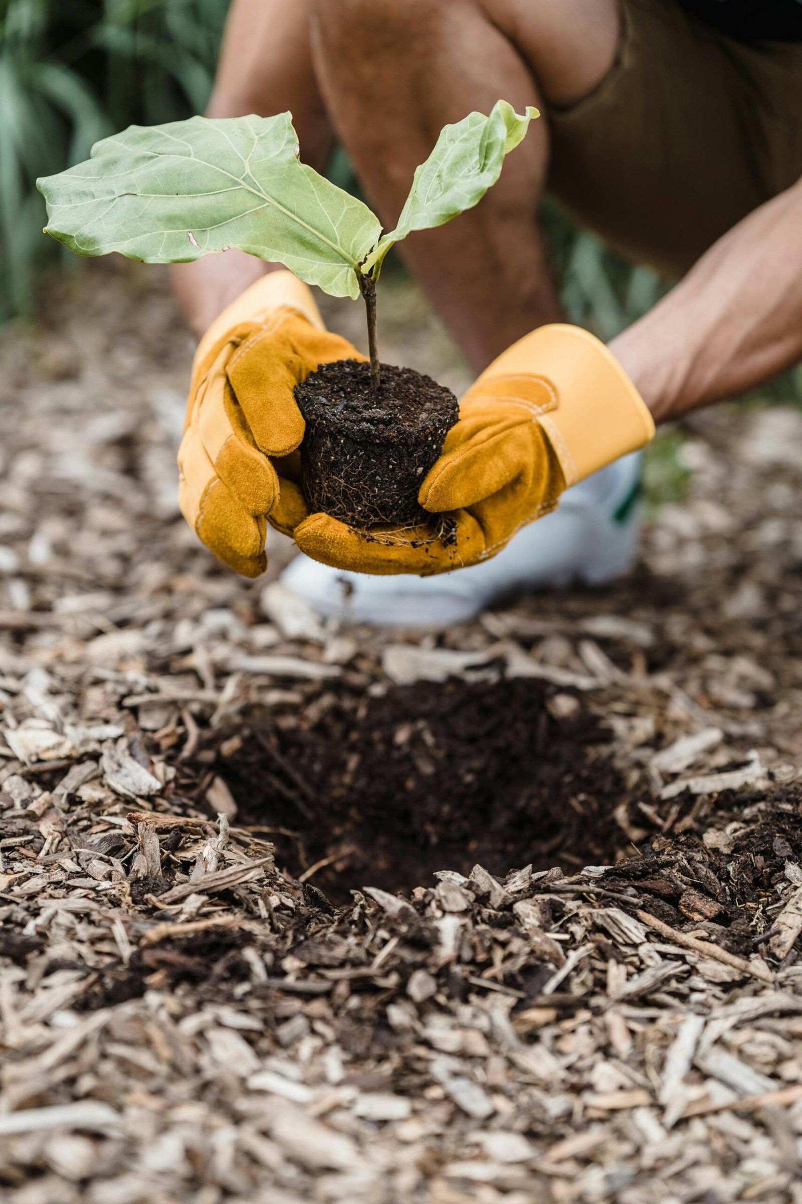 Man wearing gloves plants a seedling outdoors, promoting new life and sustainability.